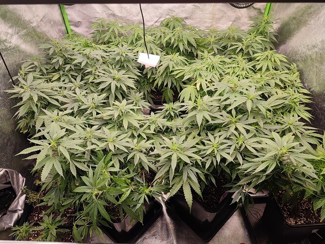 Growreport Bild 1