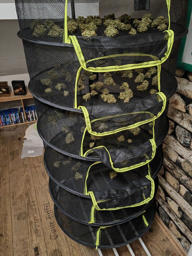 LSD Auto,Critical Orange Punch Auto, Erster Grow