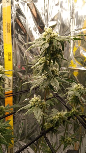 Growreport Bild 6