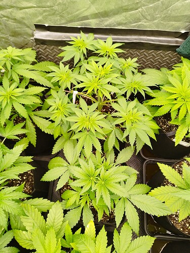 Mehrere junge Cannabispflanzen in schwarzen Töpfen, die in einer Growbox wachsen. Die Pflanzen sind im Wuchsstadium und zeigen gesunde grüne Blätter.