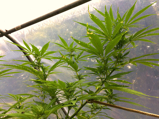 Grow26_0912_12_AS