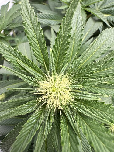 Growreport Bild 5