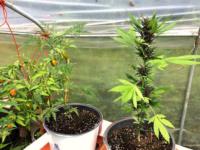 Grow26090606