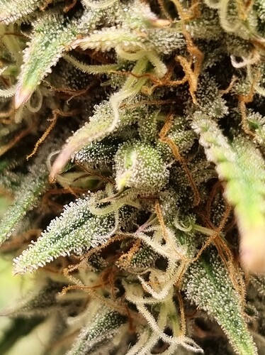 Growreport Bild 19