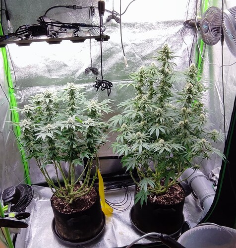 Growreport Bild 4