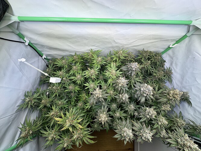 Growreport Bild 44