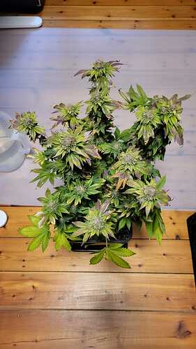 Growreport Bild 7