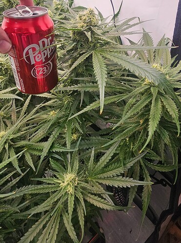 Growreport Bild 3