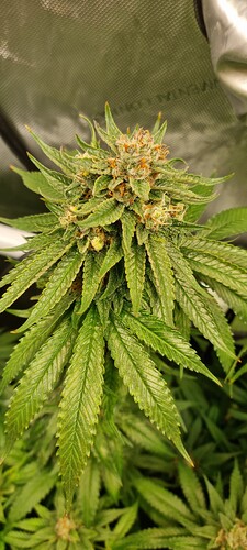 Growreport Bild 32