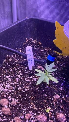 Growreport Bild 39