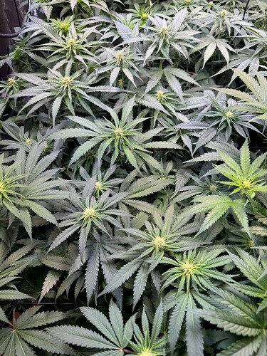Growreport Bild 7