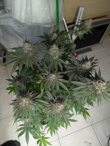Growreport Bild 4