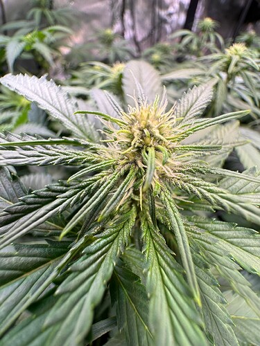 Growreport Bild 12