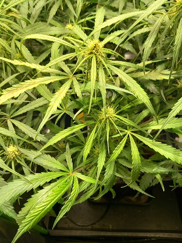 Growreport Bild 5