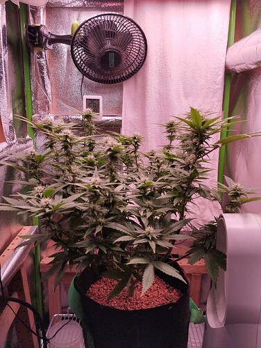Growreport Bild 5