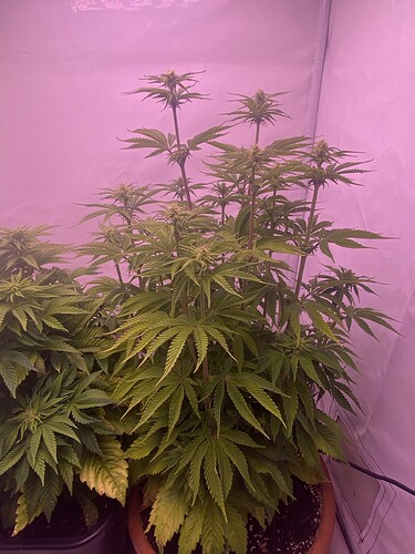 Growreport Bild 5