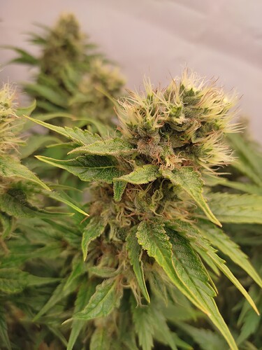 Growreport Bild 9