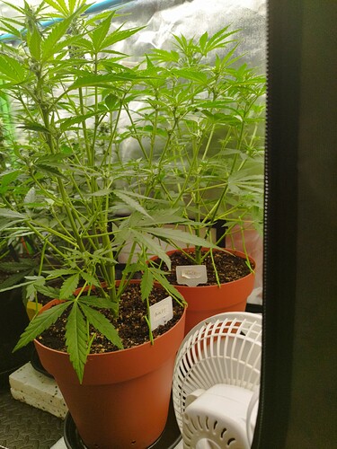 Zwei Cannabispflanzen in braunen Töpfen, eine mit einem Etikett "G-MINT" und die andere mit "Mintz". Eine kleine weiße Lüfter ist im Vordergrund zu sehen.