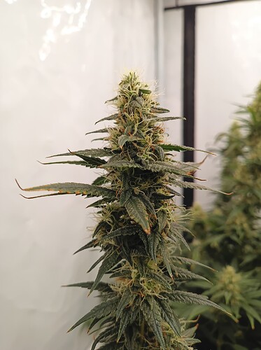 Growreport Bild 29