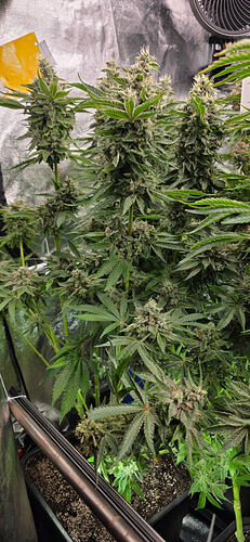 Growreport Bild 70