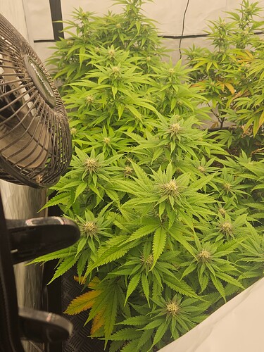 Growreport Bild 1