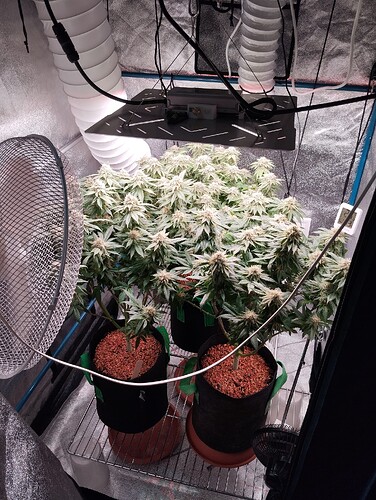 IMG_20250224_194847 - Kopie