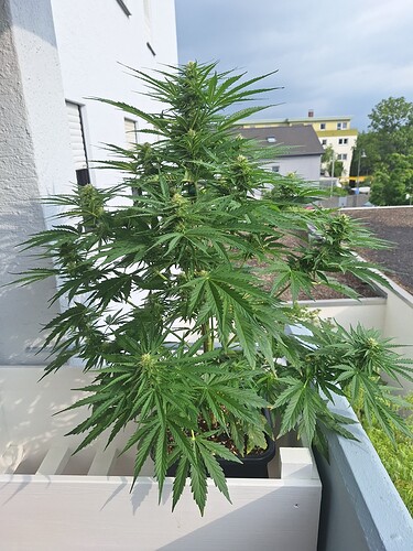 Growreport Bild 12