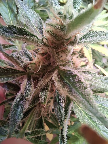 Growreport Bild 16