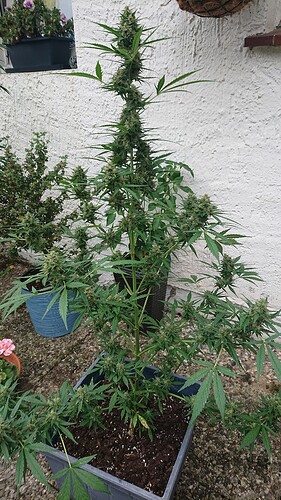 Growreport Bild 5