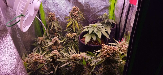 Growreport Bild 1