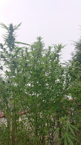 Growreport Bild 36