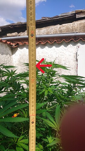 Growreport Bild 58