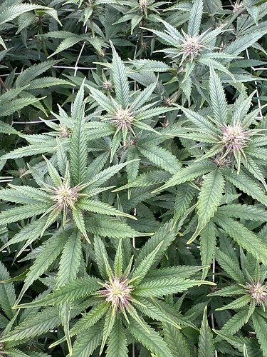 Growreport Bild 13