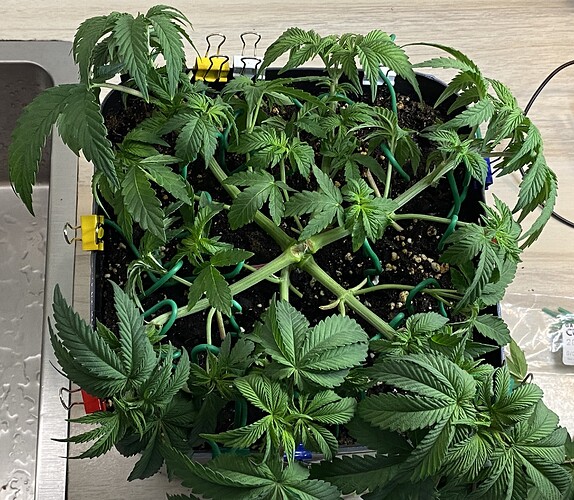 Growreport Bild 18