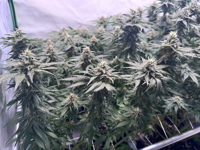Growreport Bild 15