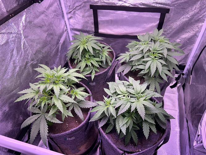 Vier junge Cannabispflanzen in Stofftöpfen in einem Growzelt unter LED-Beleuchtung.