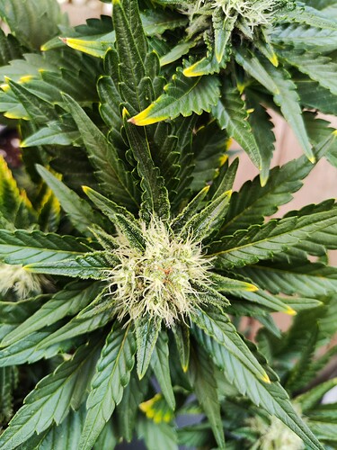 Growreport Bild 6