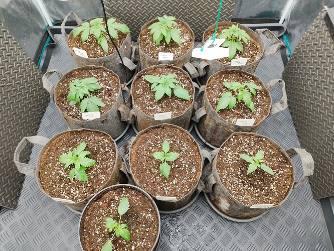 Growreport Bild 5