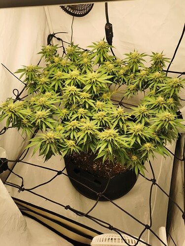 Growreport Bild 4