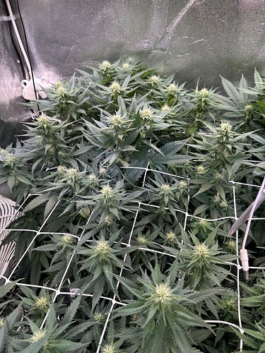 Growreport Bild 14
