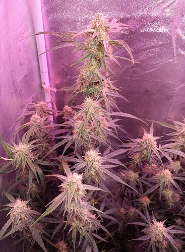 Growreport Bild 7