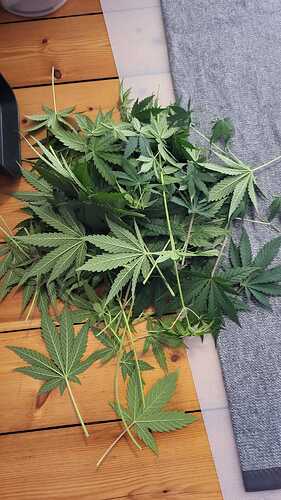Growreport Bild 1