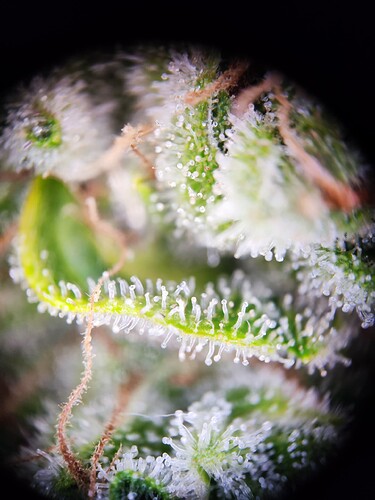 Growreport Bild 4