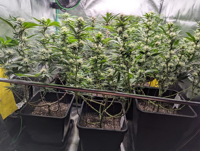 Growreport Bild 2