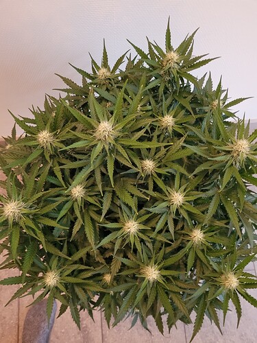 Growreport Bild 5