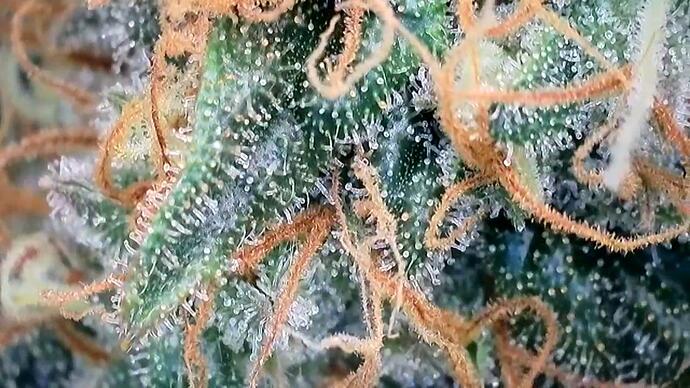 Growreport Bild 3