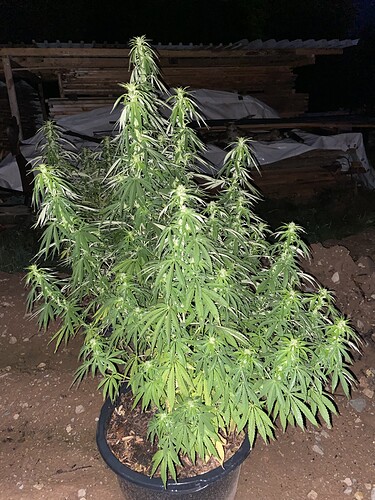 Growreport Bild 1