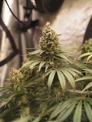 Growreport Bild 11
