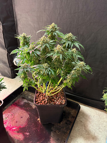 Growreport Bild 31