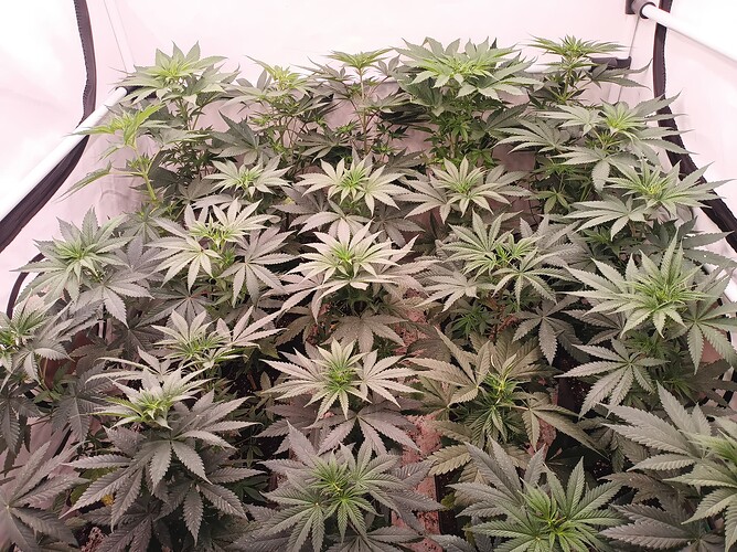 Growreport Bild 2